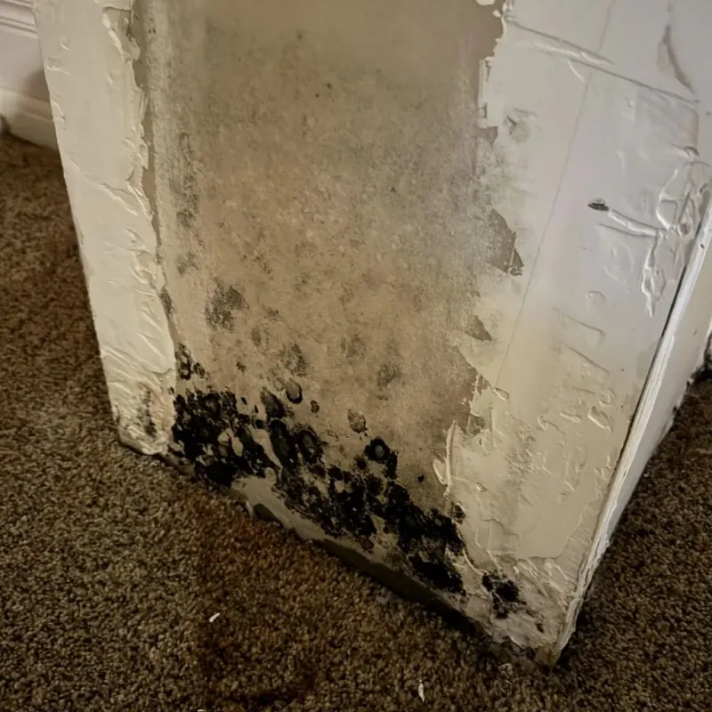 Professional Mold Removal in Howland, ME